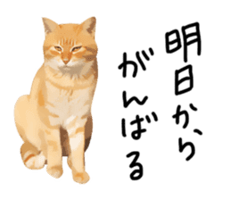 yurui tyatora&chashiro cat sticker #9499637