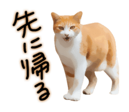 yurui tyatora&chashiro cat sticker #9499639
