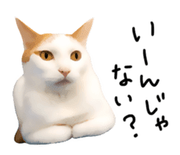 yurui tyatora&chashiro cat sticker #9499640