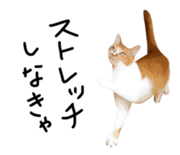 yurui tyatora&chashiro cat sticker #9499641