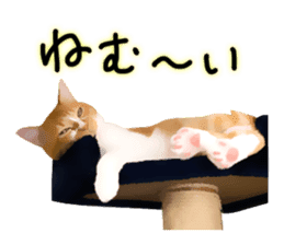 yurui tyatora&chashiro cat sticker #9499642