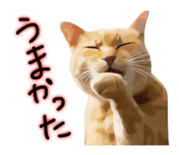 yurui tyatora&chashiro cat sticker #9499643