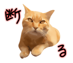 yurui tyatora&chashiro cat sticker #9499644
