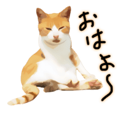 yurui tyatora&chashiro cat sticker #9499645