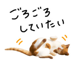 yurui tyatora&chashiro cat sticker #9499646