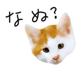 yurui tyatora&chashiro cat sticker #9499648