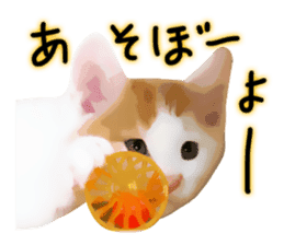 yurui tyatora&chashiro cat sticker #9499649