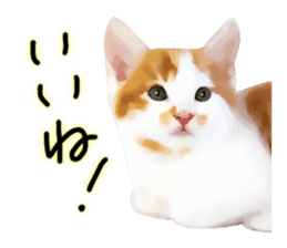 yurui tyatora&chashiro cat sticker #9499650