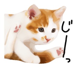 yurui tyatora&chashiro cat sticker #9499651