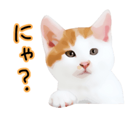 yurui tyatora&chashiro cat sticker #9499652