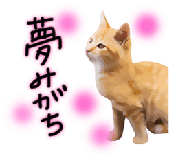 yurui tyatora&chashiro cat sticker #9499653