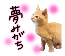 yurui tyatora&chashiro cat sticker #9499653