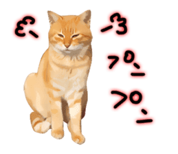 yurui tyatora&chashiro cat sticker #9499654