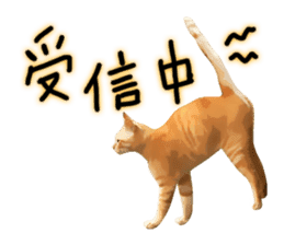 yurui tyatora&chashiro cat sticker #9499656