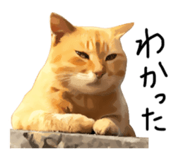 yurui tyatora&chashiro cat sticker #9499658