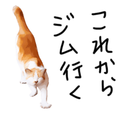 yurui tyatora&chashiro cat sticker #9499659
