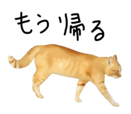 yurui tyatora&chashiro cat sticker #9499660