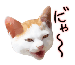 yurui tyatora&chashiro cat sticker #9499661