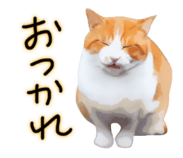 yurui tyatora&chashiro cat sticker #9499662