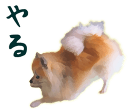 Pomeranian Junco real sticker #9522993