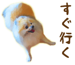 Pomeranian Junco real sticker #9522999