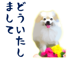 Pomeranian Junco real sticker #9523007
