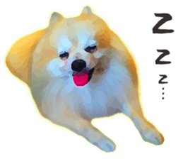 Pomeranian Junco real sticker #9523011