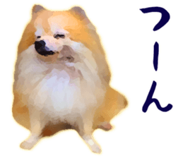 Pomeranian Junco real sticker #9523012
