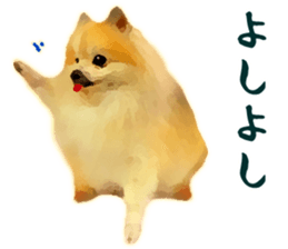 Pomeranian Junco real sticker #9523015