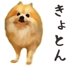 Pomeranian Junco real sticker #9523020