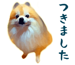 Pomeranian Junco real sticker #9523023