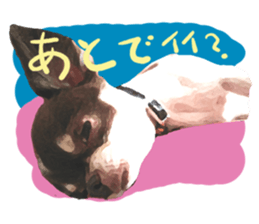 StickerChihuahua1 sticker #9526064