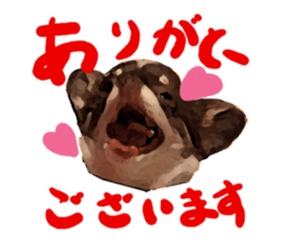 StickerChihuahua1 sticker #9526065