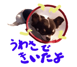 StickerChihuahua1 sticker #9526067