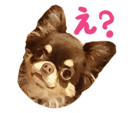 StickerChihuahua1 sticker #9526068