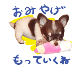StickerChihuahua1 sticker #9526071