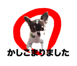 StickerChihuahua1 sticker #9526073