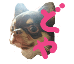 StickerChihuahua1 sticker #9526081