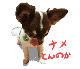 StickerChihuahua1 sticker #9526083