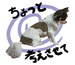 StickerChihuahua1 sticker #9526084
