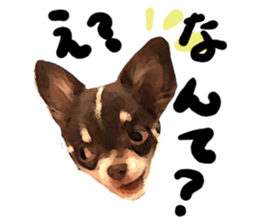 StickerChihuahua1 sticker #9526085