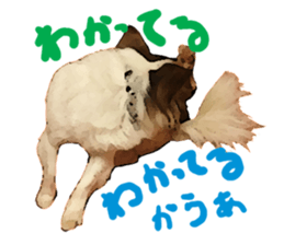 StickerChihuahua1 sticker #9526089