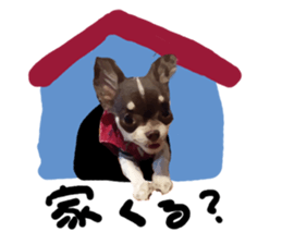 StickerChihuahua1 sticker #9526090
