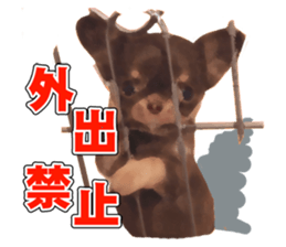 StickerChihuahua1 sticker #9526091