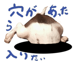 StickerChihuahua1 sticker #9526093