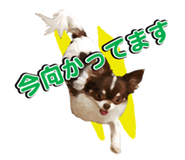 StickerChihuahua1 sticker #9526094