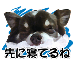 StickerChihuahua1 sticker #9526096