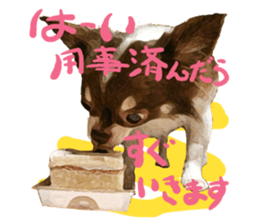 StickerChihuahua1 sticker #9526100