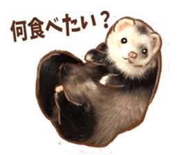 ferret family sticker #9541485