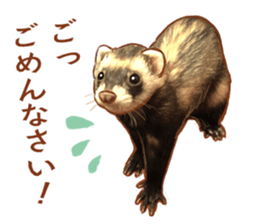ferret family sticker #9541495